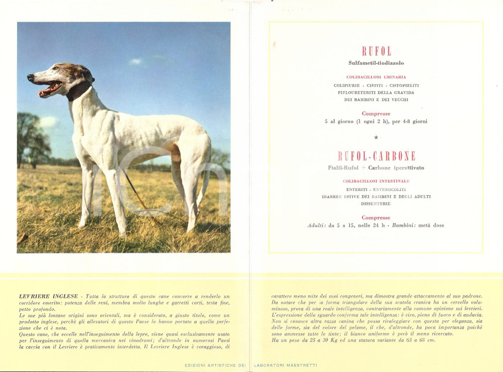 Materiale pubblicitario d’epoca 1956 MILANO Laboratori MAESTRETTI Rufol Carbone  Scheda Razza LEVRIERO INGLESE 1