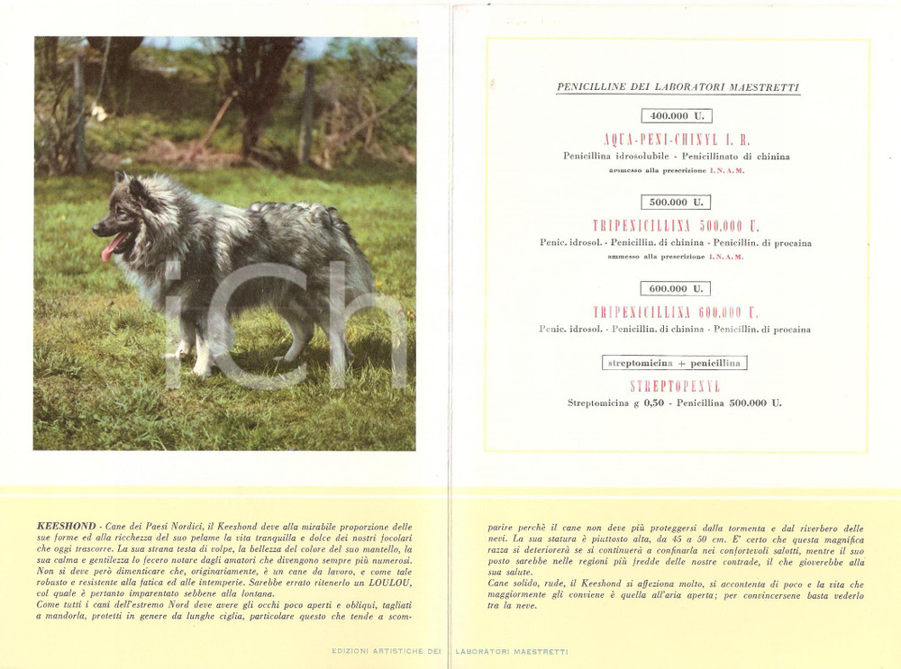 Materiale pubblicitario d’epoca 1965 ca MILANO Laboratori MAESTRETTI Penicillina  Scheda Razza KEESHOND 13x20 1