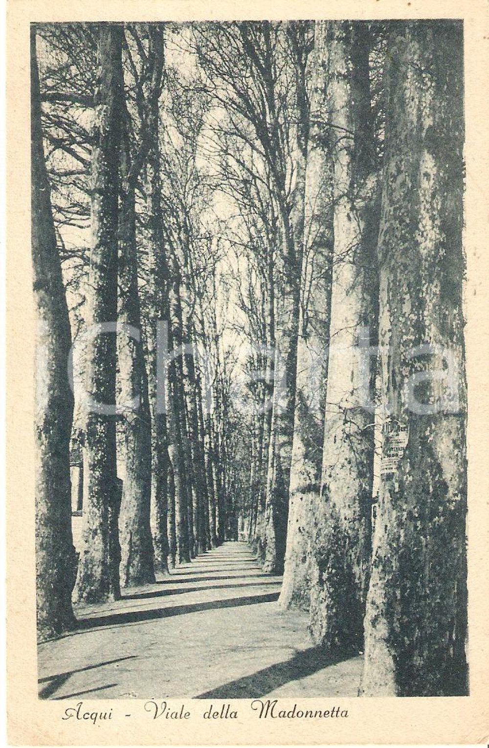 Cartolina originale da collezione 1935 ca ACQUI TERME AL Viale della Madonnetta Cartolina FP NV 1