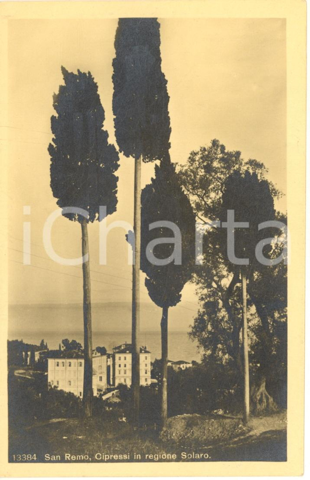 Cartolina originale da collezione 1930 ca SANREMO (IM) Cipressi in regione SOLARO *Cartolina postale FP NV 1