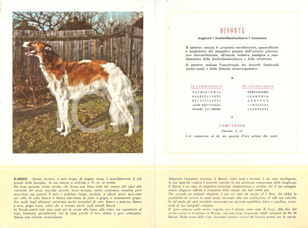 Materiale pubblicitario d’epoca 1956 MILANO Laboratori MAESTRETTI Disonyl - Scheda Razza BARZOI 1