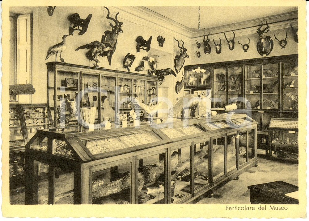 Cartolina originale da collezione 1940 ca GORLA MINORE (VA) Interno museo Regio Collegio ROTONDI *Cartolina FG NV 1