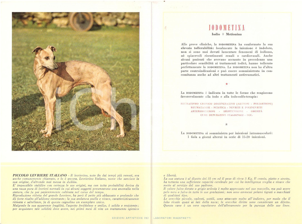 Materiale pubblicitario d’epoca 1956 MILANO Laboratori MAESTRETTI Iodometina - Scheda Razza LEVRIERO ITALIANO 1