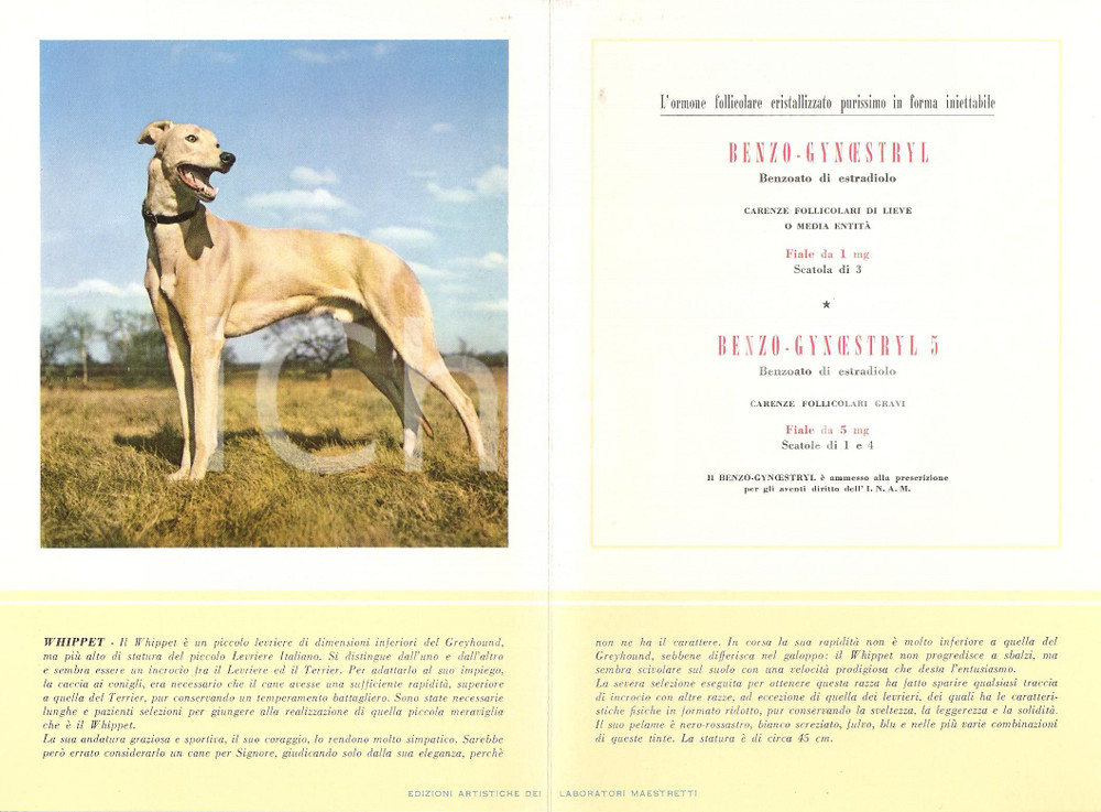 Materiale pubblicitario d’epoca 1956 MILANO Laboratori MAESTRETTI Benzo Gynoestryl  Scheda Razza WHIPPET 1