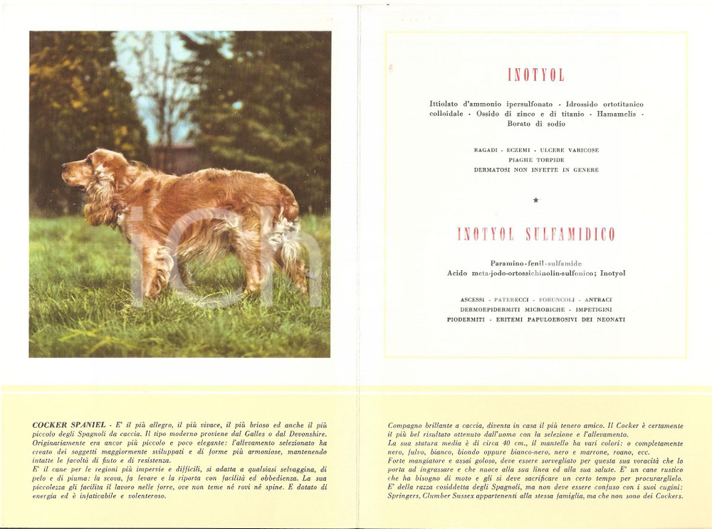 Materiale pubblicitario d’epoca 1956 MILANO Laboratori MAESTRETTI Inotyol - Scheda Razza COCKER SPANIEL 1 1