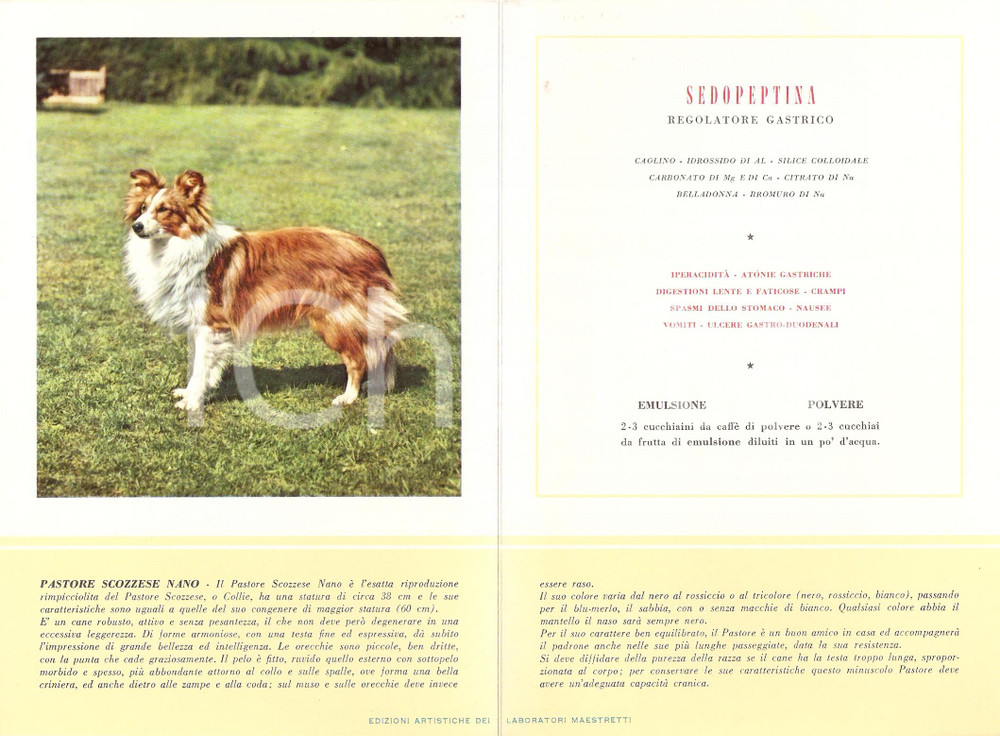Materiale pubblicitario d’epoca 1956 MILANO Laboratori MAESTRETTI Sedopeptina Scheda Razza PASTORE SCOZZESE NANO 1