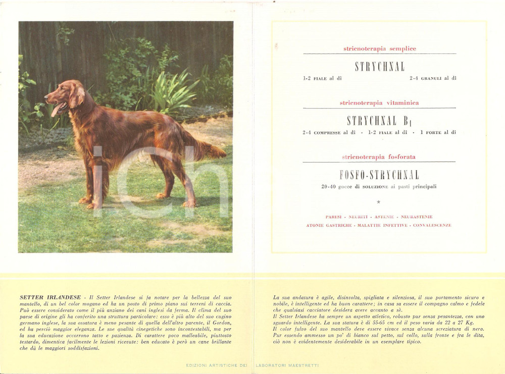 Materiale pubblicitario d’epoca 1956 MILANO Laboratori MAESTRETTI Strychnal  Scheda Razza SETTER IRLANDESE 1
