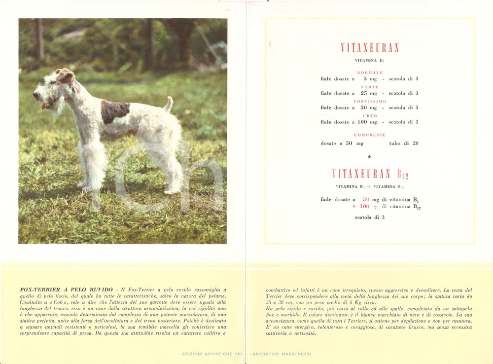 Materiale pubblicitario d’epoca 1956 MILANO Laboratori MAESTRETTI Vitaneuran  Scheda Razza FOX TERRIER 1