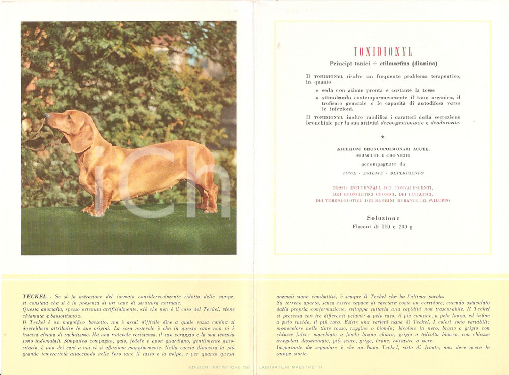 Materiale pubblicitario d’epoca 1956 MILANO Laboratori MAESTRETTI Tonidionyl - Scheda Razza TECKEL 1
