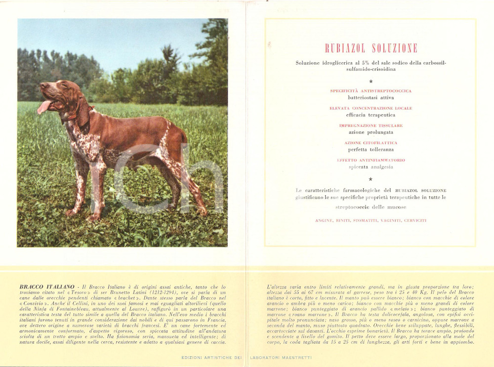 Materiale pubblicitario d’epoca 1956 MILANO Laboratori MAESTRETTI Rubiazol  Scheda Razza BRACCO ITALIANO 1
