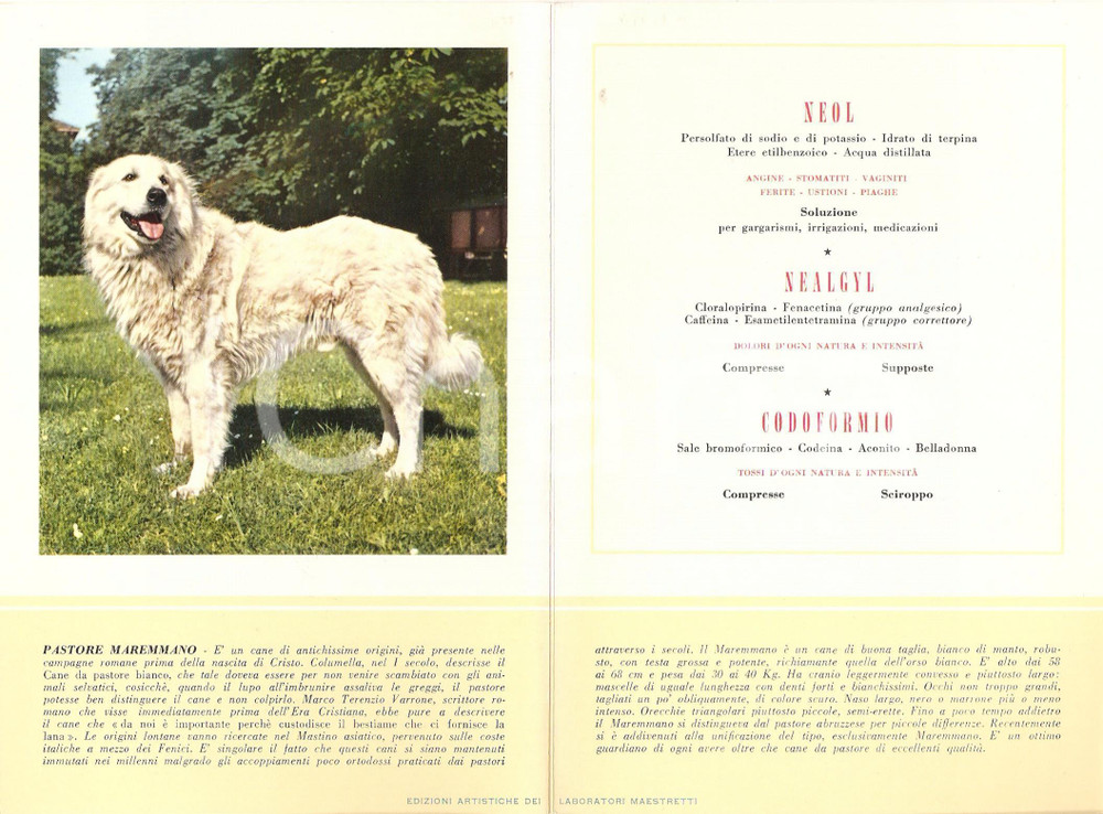 Materiale pubblicitario d’epoca 1955 MILANO Laboratori MAESTRETTI Codoformio  Scheda Razza PASTORE MAREMMANO 1