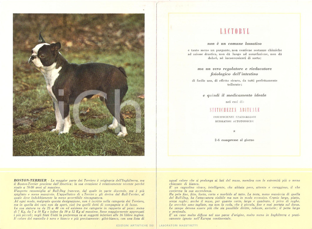 Materiale pubblicitario d’epoca 1956 MILANO Laboratori MAESTRETTI Lactobyl - Scheda Razza BOSTON TERRIER *13x20 1