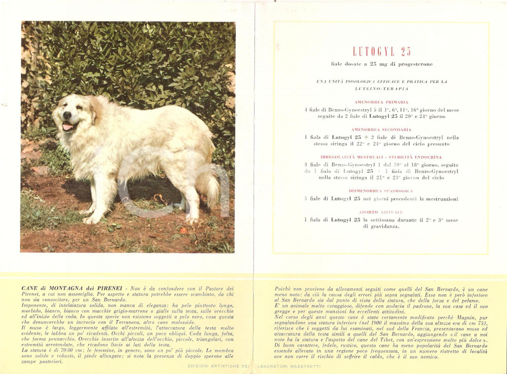 Materiale pubblicitario d’epoca 1956 MILANO Laboratori MAESTRETTI Lutogyl - Scheda Cane di Montagna dei PIRENEI 1