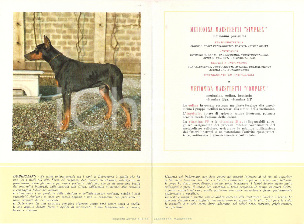 Materiale pubblicitario d’epoca 1956 MILANO Laboratori MAESTRETTI Metionina - Scheda Razza DOBERMANN *13x20 1