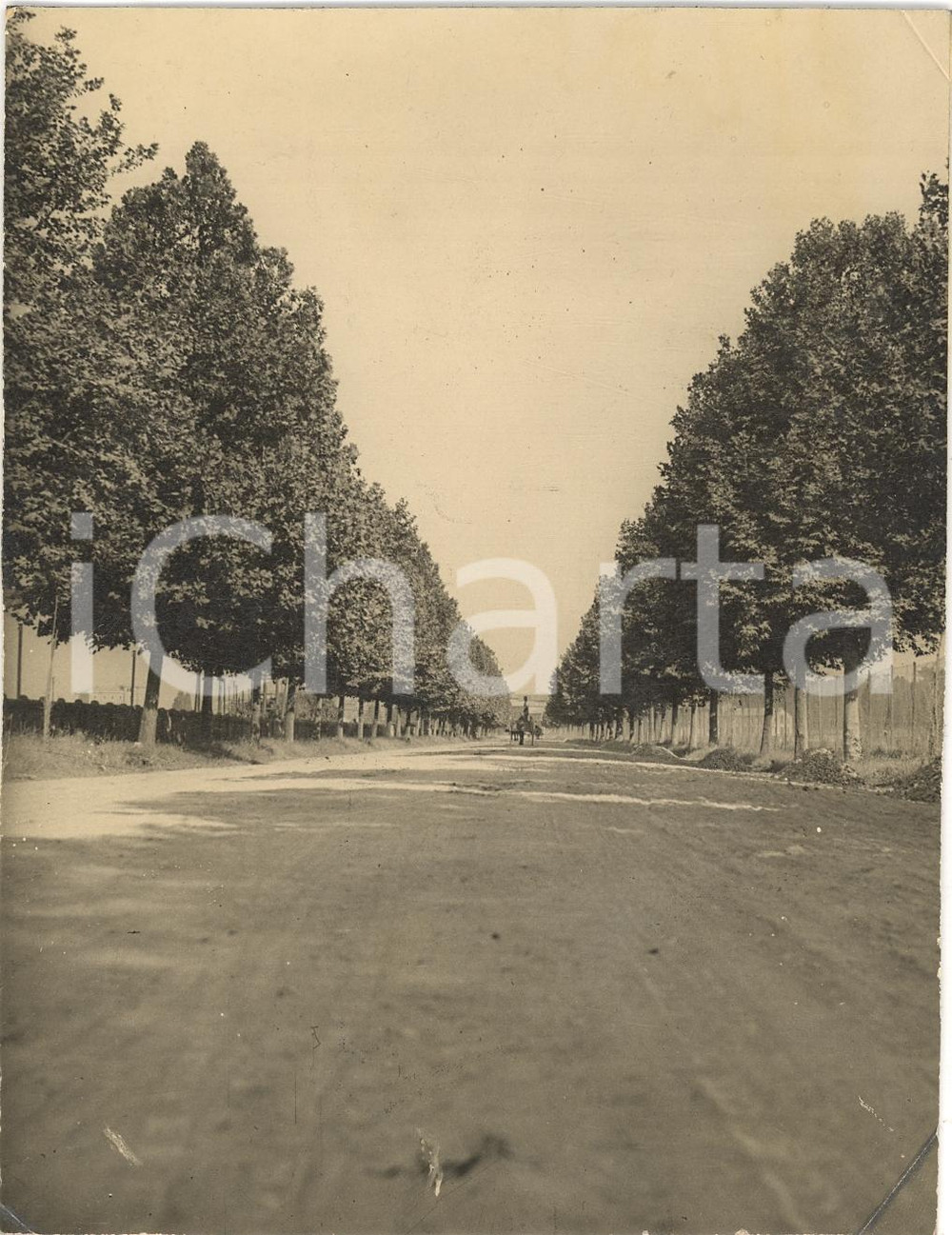 Fotografia d epoca originale 1920 circa MODENA Viale alberato in campagna  Foto 1