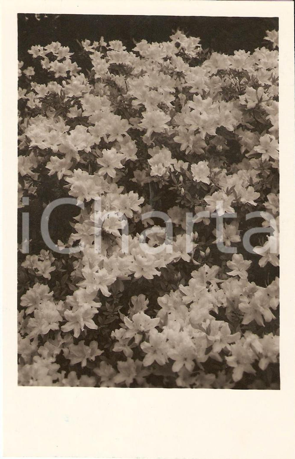 Fotografia d'epoca originale 1940 ca TREMEZZO (CO) Fiortiura azalee a Villa CARLOTTA 1