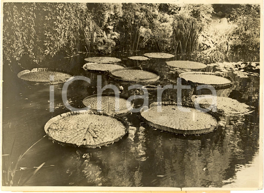 Fotografia d'epoca originale 1935 ca BERLIN Fioritura della VICTORIA REGIA in stagni 1