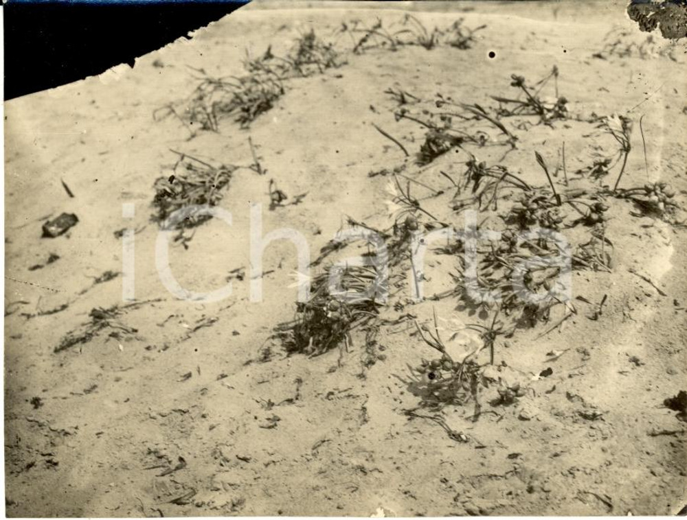 Fotografia d epoca originale 1930 TRIPOLI LIBIA Fiori del deserto nascono nella sabbia Fotografia 1