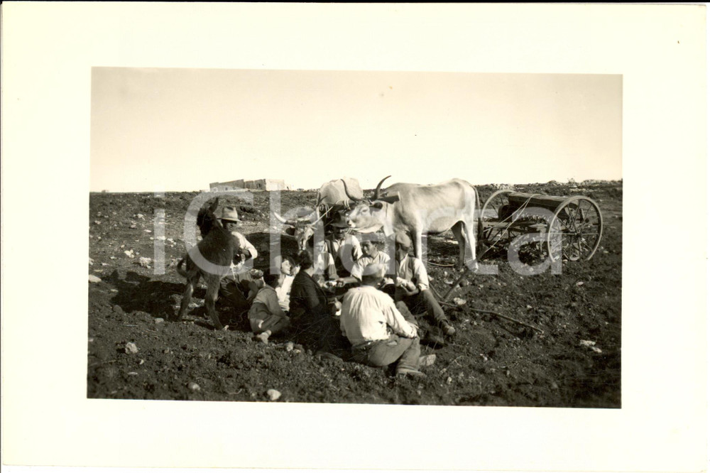 Fotografia d epoca originale 1933 BEIDA LIBIA Contadini e buoi riposano durante la semina Fotografia 1