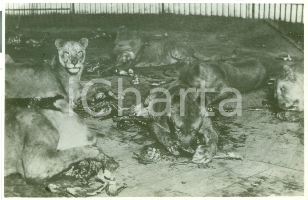 Fotografia d epoca originale 1935 ca ROMA Il pasto dei leoni al Circo equestre Fotografia 1
