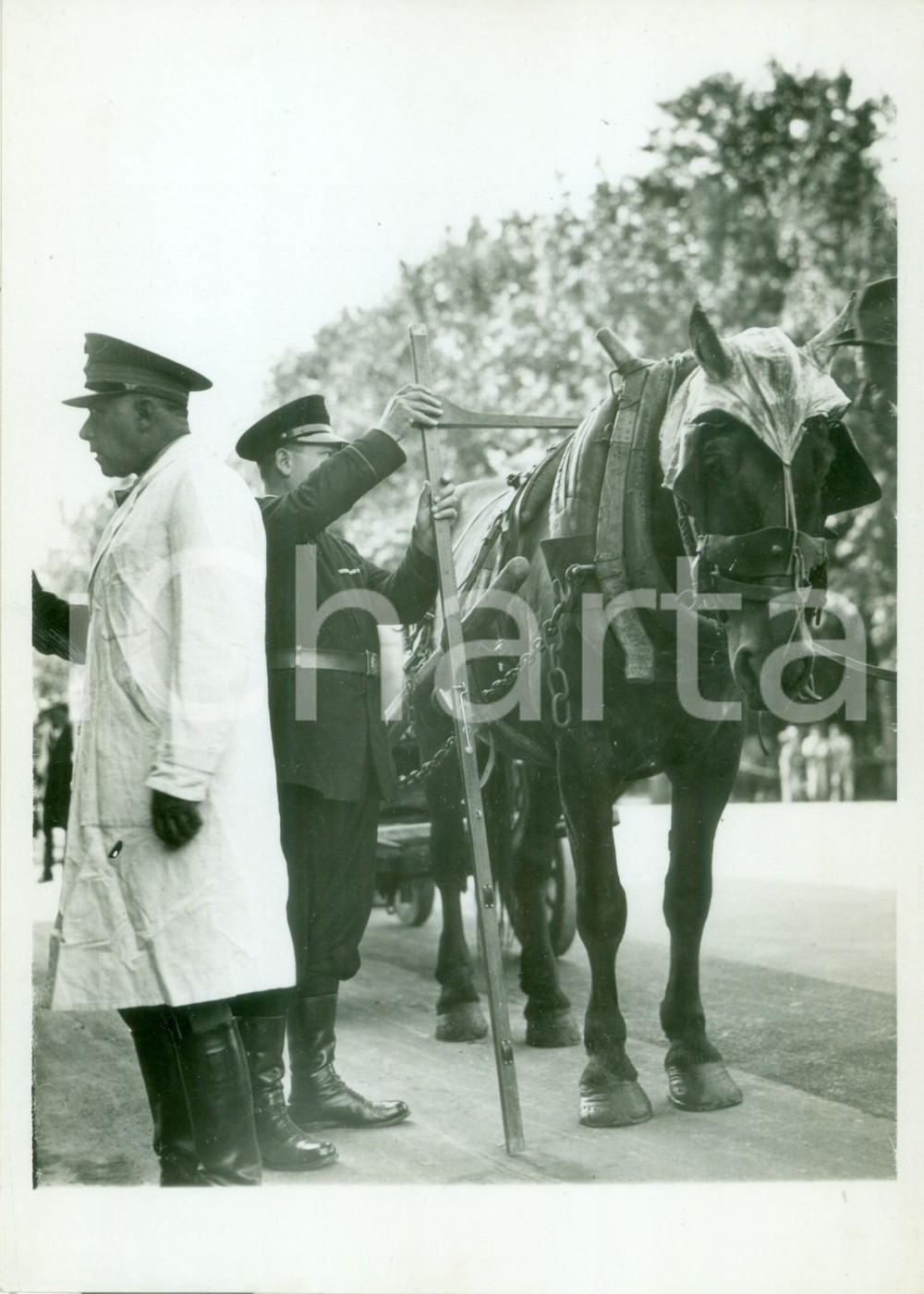 Fotografia d epoca originale 1939 MILANO SAN SIRO Misurazione dell altezza dei cavalli Fotografia 1