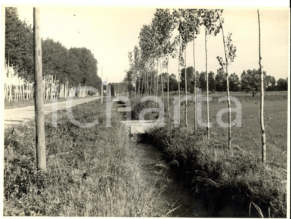 Fotografia d epoca originale 1950 ca SUARDI PV Veduta di campagna con fosso irriguo Foto artistica 1