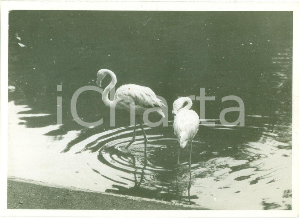 Fotografia d epoca originale 1935 ca ROMA Visita allo zoo  Il laghetto dei cigni Fotografia 1