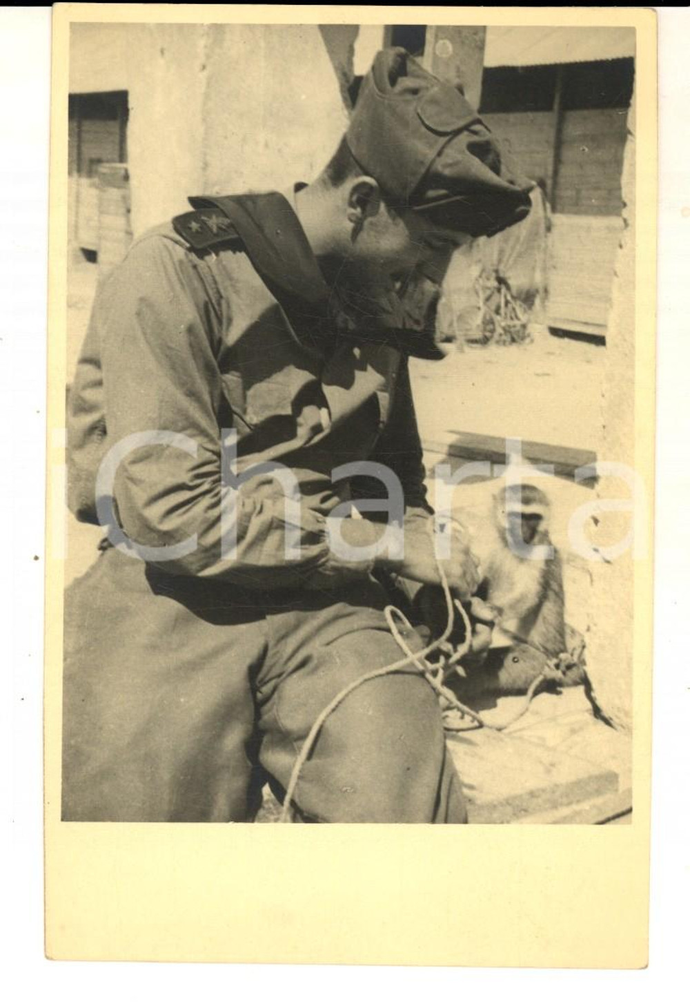 Fotografia d epoca originale 1940 ca AOI SOMALIA ? Ufficiale addomestica una scimmietta Foto CURIOSA 1