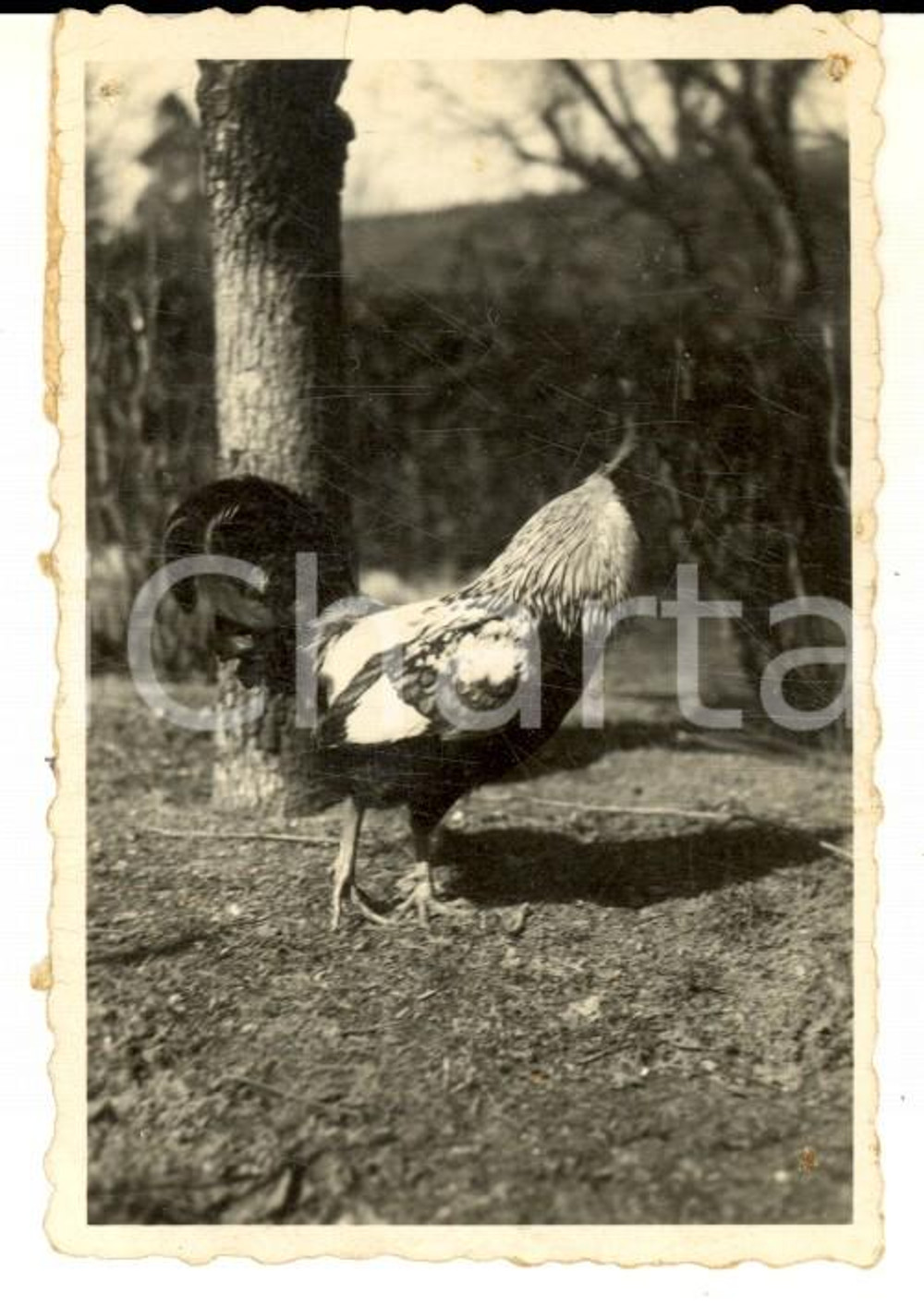 Fotografia d epoca originale 1940 ca AREA LOMBARDA Il galletto custode della villa Foto CURIOSA 6x9 cm 1