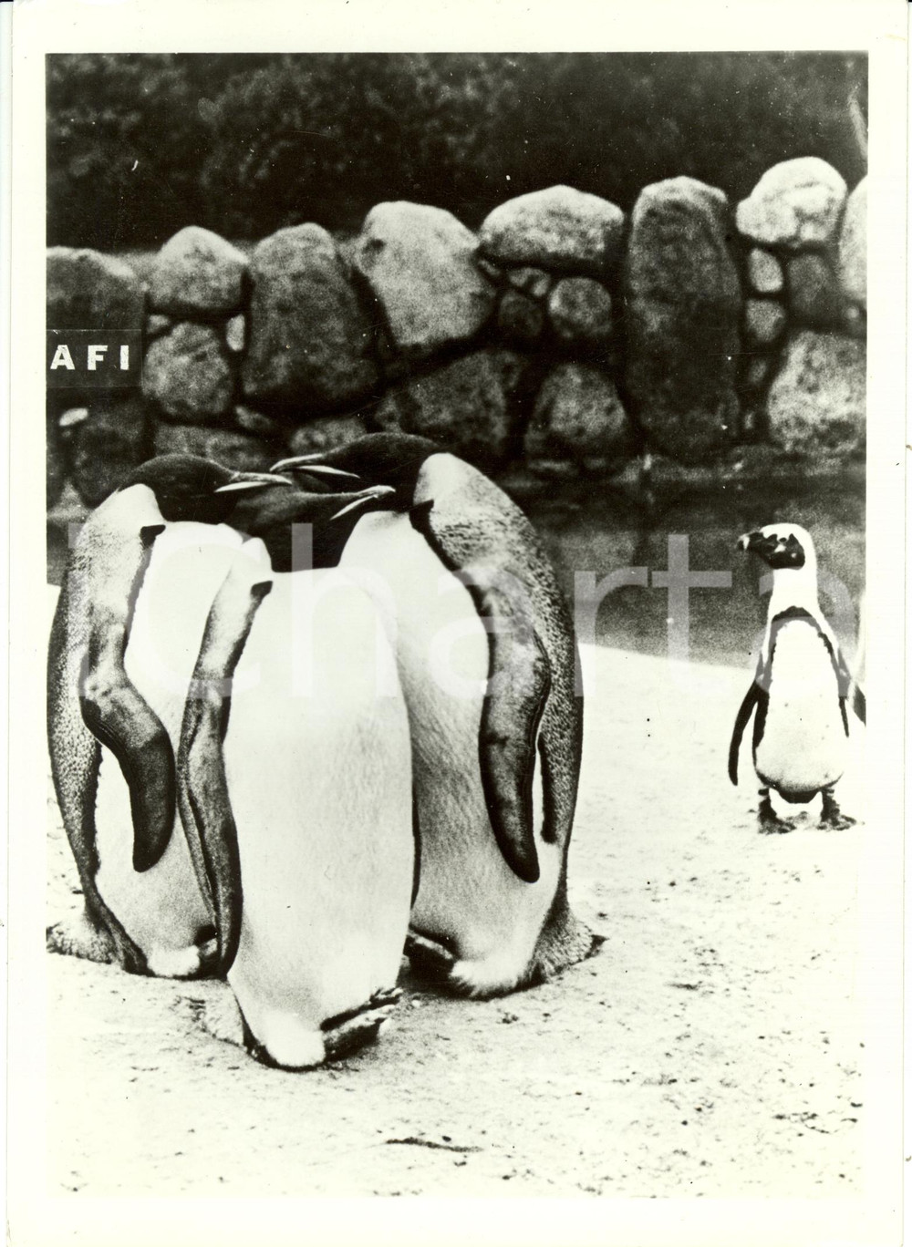 Fotografia d epoca originale 1941 BERLINO D ZOO Pinguini durante un consiglio di famiglia Fotografia 1