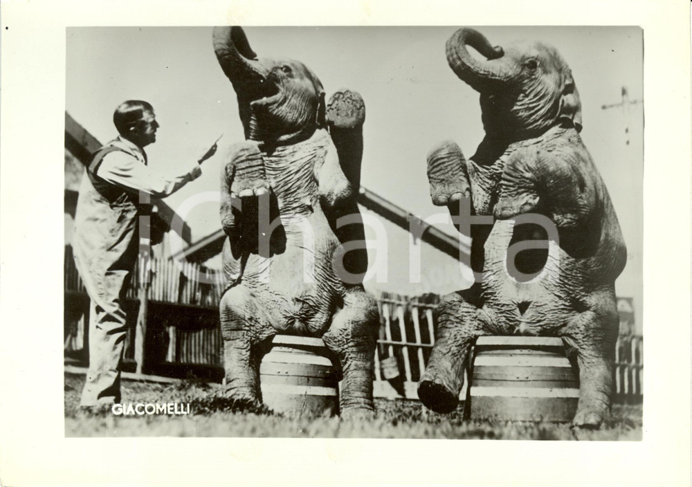 Fotografia d epoca originale 1941 VENEZIA? Due giovani elefanti diventeranno stelle del circo Fotografia 1