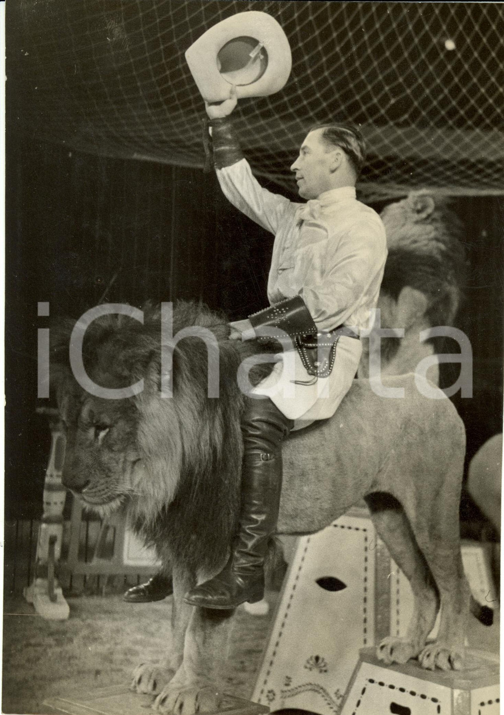 Fotografia d epoca originale 1935 ca GERMANIA? Sylva KANTOR domatore del CYRCUS BUSCH cavalca un leone Foto 1