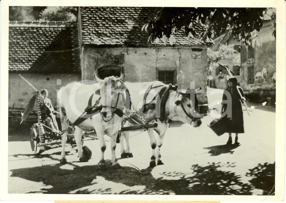Fotografia d epoca originale 1944 VENEZIA? Mucche trainano un carretto in periodo di guerra Fotografia 1