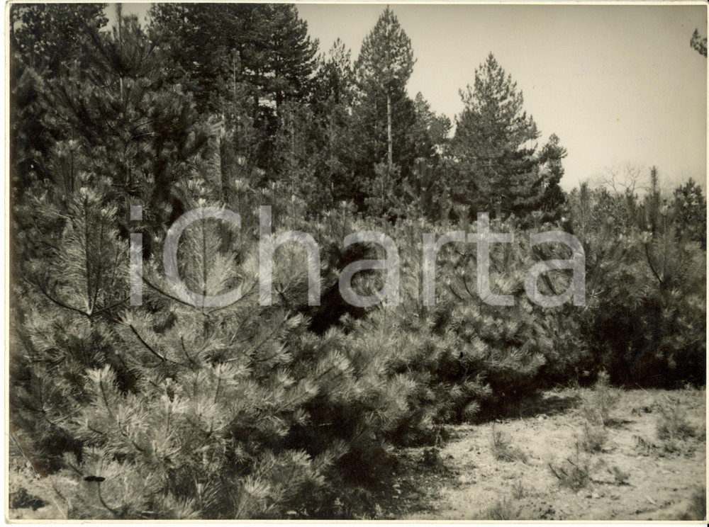 Fotografia d epoca originale 1935 ca COSENZA Pineta ricostituita tramite rimboschimento radure Fotografia 1