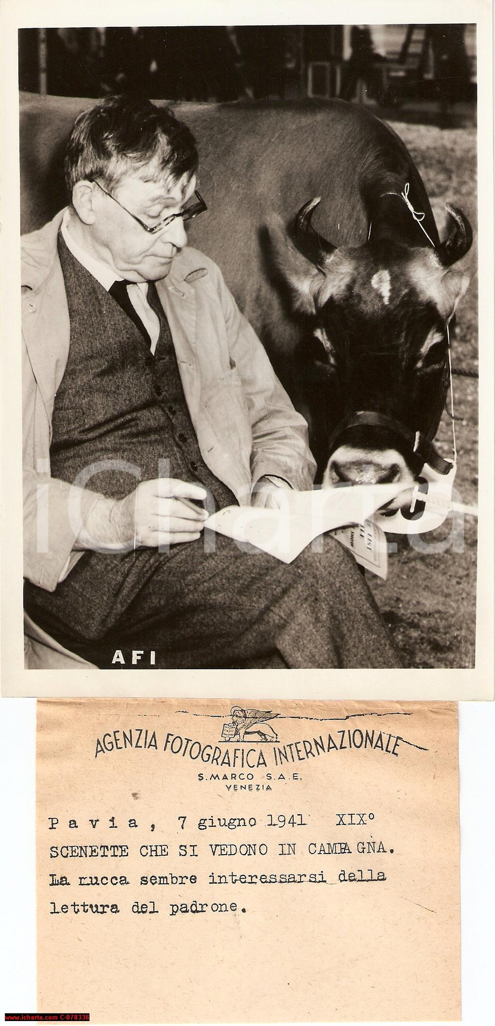 Fotografia d epoca originale 1941 Pavia MUCCA LEGGE INSIEME AL PADRONE Vera Foto 1