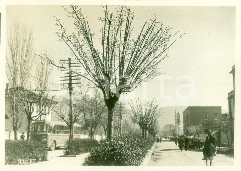 Fotografia d epoca originale 1940 TIRANA ALBANIA Torpedone e asinello in strada Fotografia DANNEGGIATA 1