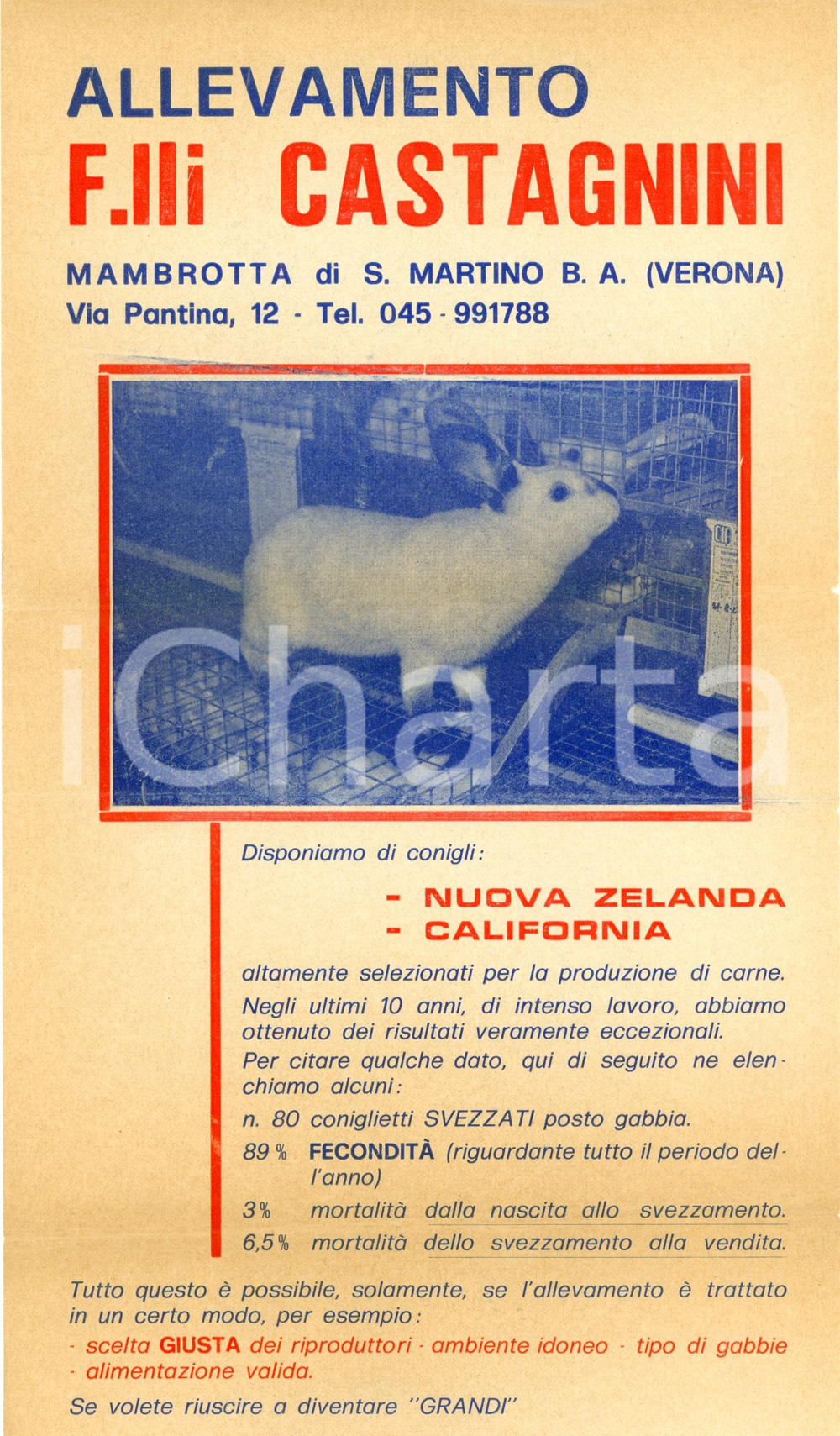 Materiale pubblicitario d’epoca 1960 ca SAN MARTINO BUON ALBERGO Verona  Allevamento conigli Volantino 1