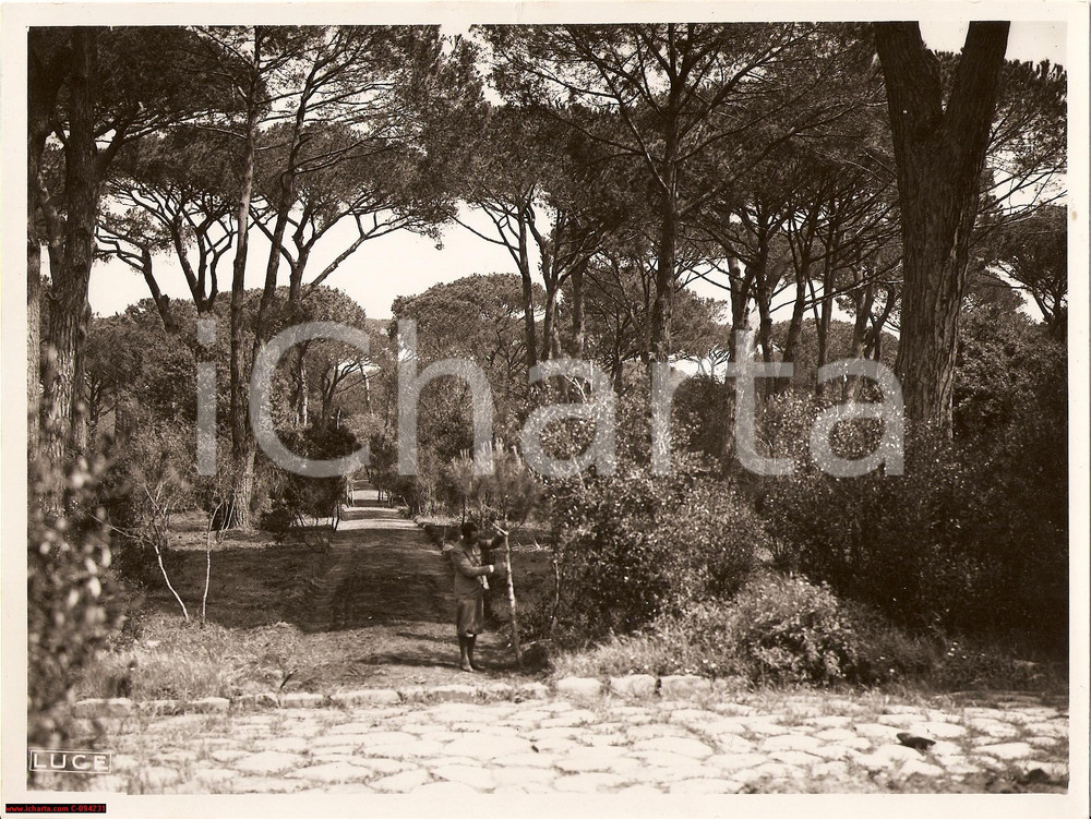 Fotografia d epoca originale 1936 Roma Parco Castel Fusano Foto d epoca nuovo viale 1