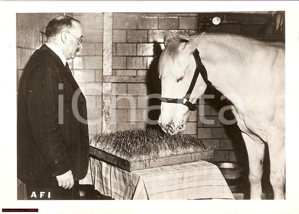Fotografia d epoca originale 1941 BERNA SVIZZERA La nuova erba elettrica per cavalli Foto 18x13 cm 1