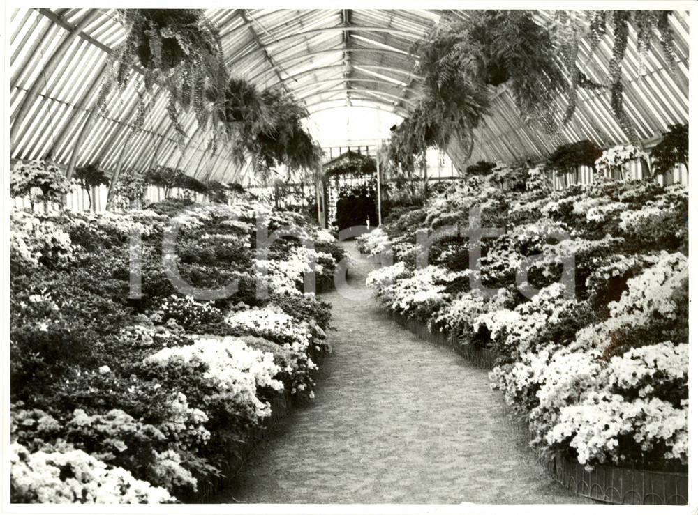 Fotografia d epoca originale 1962 BRUXELLES B Serre Reali di LAEKEN  Veduta Interna Fotografia 1