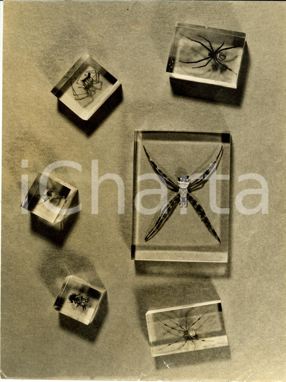 Fotografia d epoca originale 1945 USA Spiders awaiting flies imprisoned within plastic blocks Photograph 1