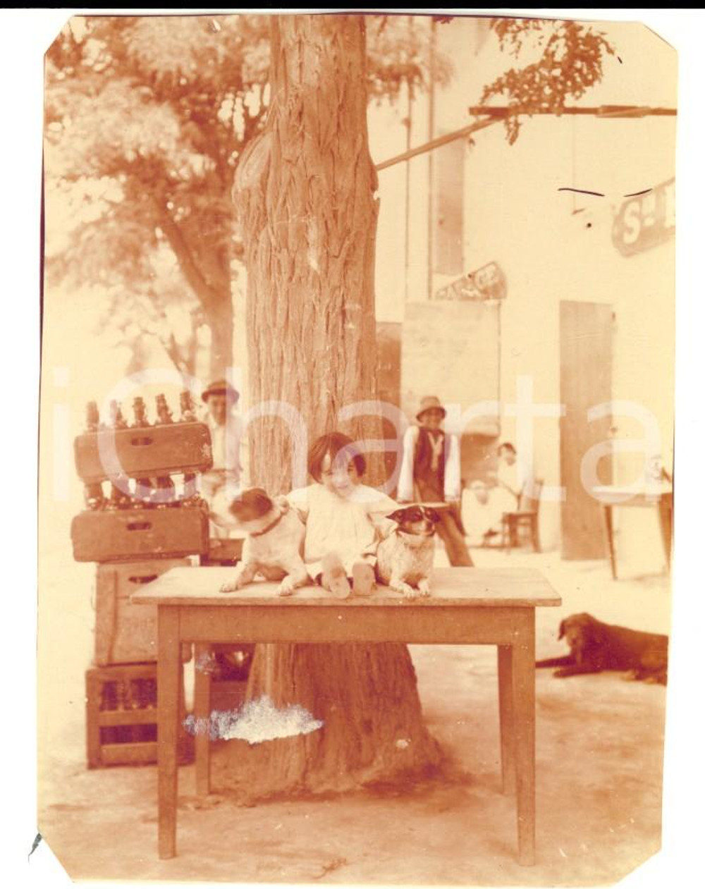 Fotografia d epoca originale 1920 ca PROVENCE Bambina con due cagnolini Foto VINTAGE 8x10 cm 1