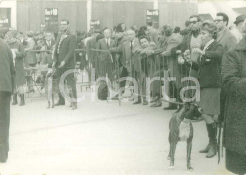 Fotografia d epoca originale 1955 ca PARIS Pubblico assiste all esposizione canina Fotografia cm 18 x 12 1