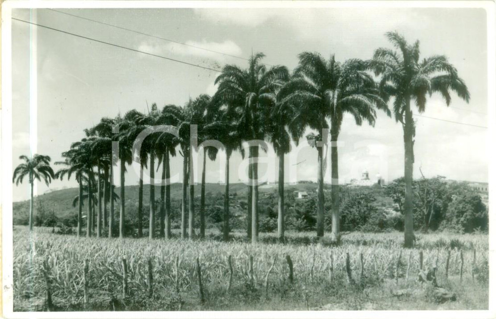 Cartolina originale da collezione 1955 BARQUISIMETO VENEZUELA Avenida de CHAGUARAMOS Cartolina FP VG 1