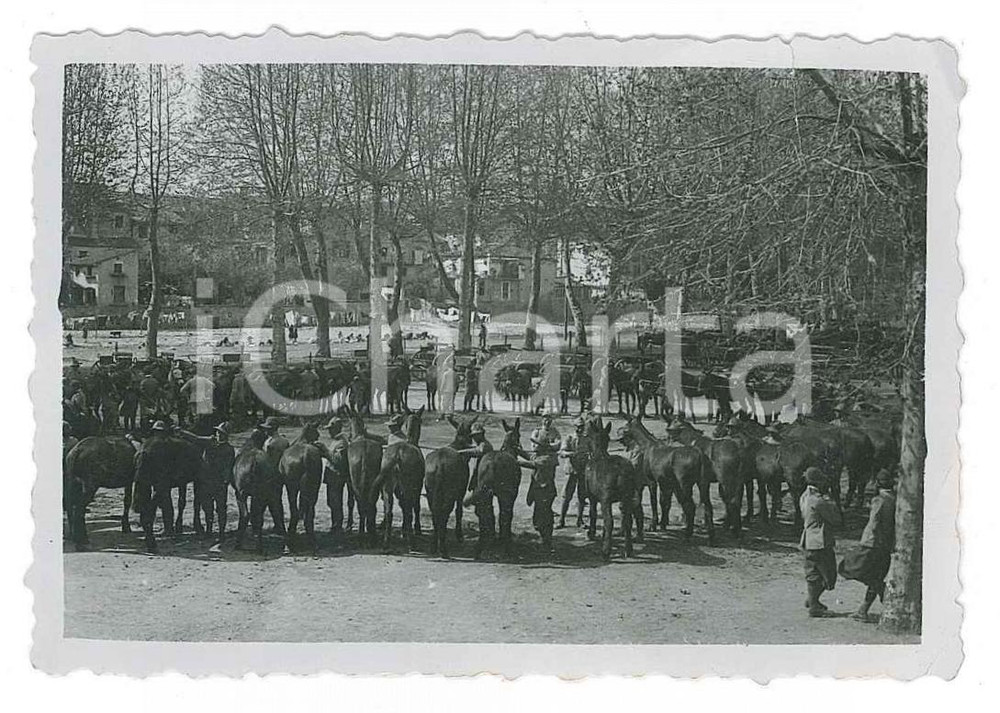 Fotografia d epoca originale 1931 CARCARE SV  ALPINI Muli in circolo  Foto 8x6 cm 1