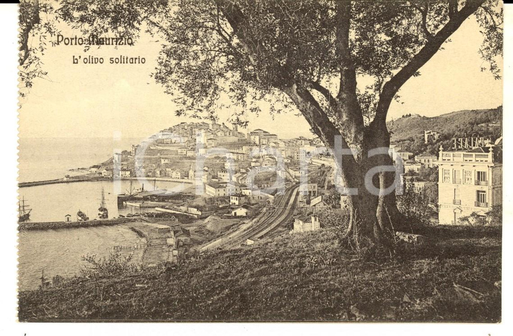 Cartolina originale da collezione 1909 PORTO MAURIZIO IM Panorama con l olivo solitario Cartolina FP NV 1