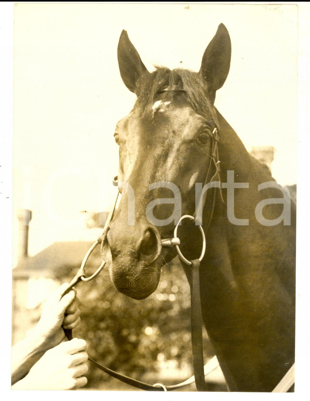 Fotografia d epoca originale 1954 LONDON Black colt LANDAU carries Queen s colours in the Dervy Photo 15x20 1