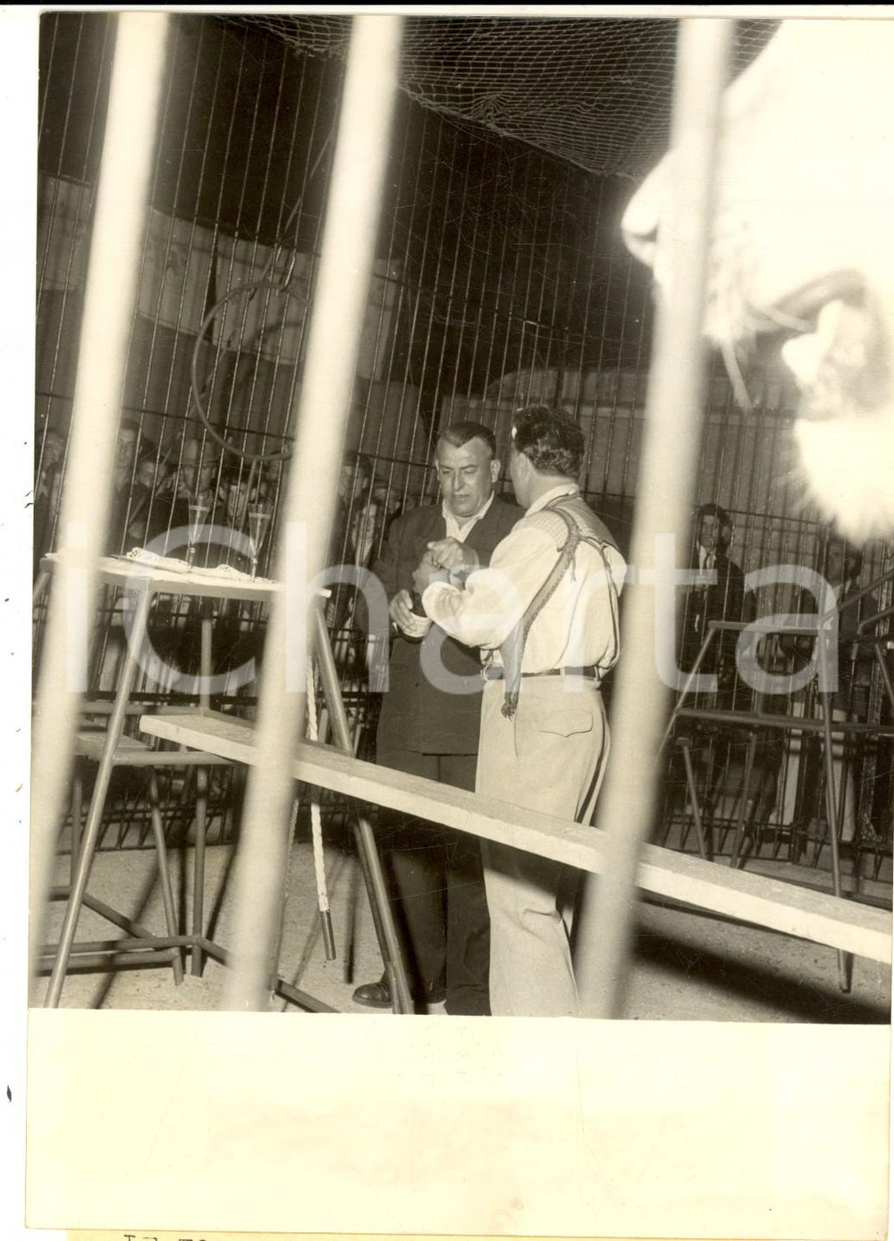 Fotografia d epoca originale 1960 PONTDEL ARCHE Fossoyeur Marcel MORTREUIL avec les lions du cirque LAMBERT 1