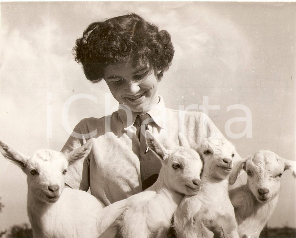 Fotografia d epoca originale 1954 MARSHFIELD UK Jacqueline WEYMONT shows quadruplets of lambs Foto 19x15 cm 1