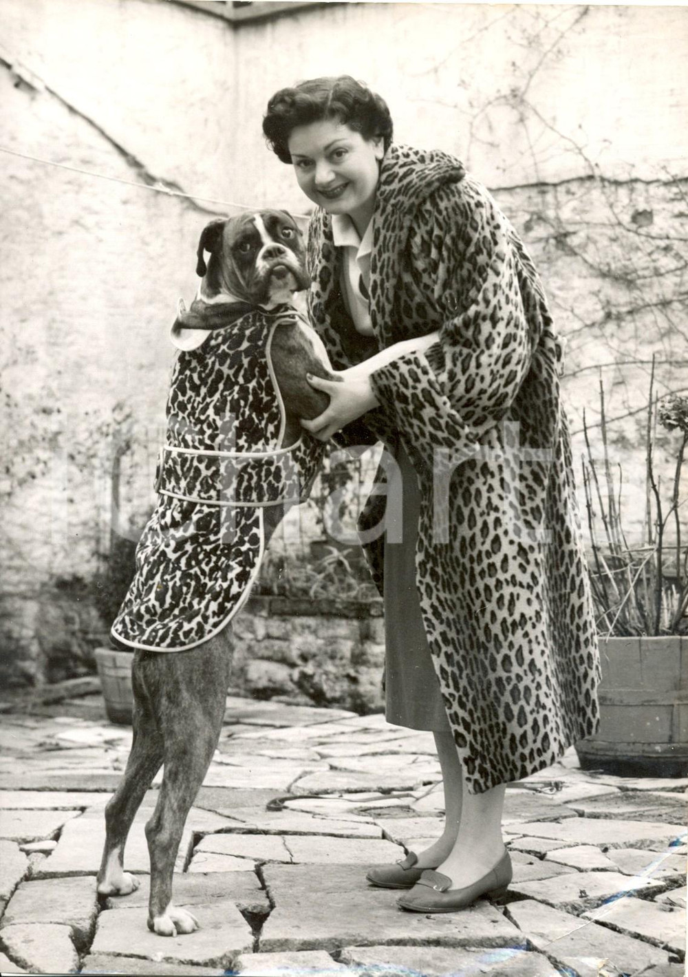 Fotografia d epoca originale 1960 LONDON  Olga KELLY and her champion boxer wearing leopard skin coat Photo 1